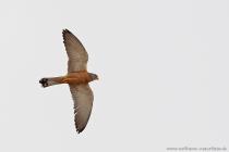 Roetelfalke